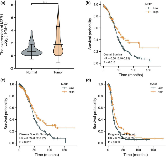 MZB1 regulates the immune microenvironment and inhibits ovarian cancer cell migration.