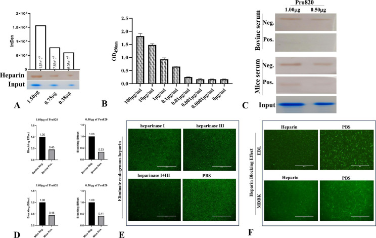 <i>MBOVJF4278_00820</i> encodes a novel cytoadhesin of <i>Mycoplasma bovis</i> binding to heparin.