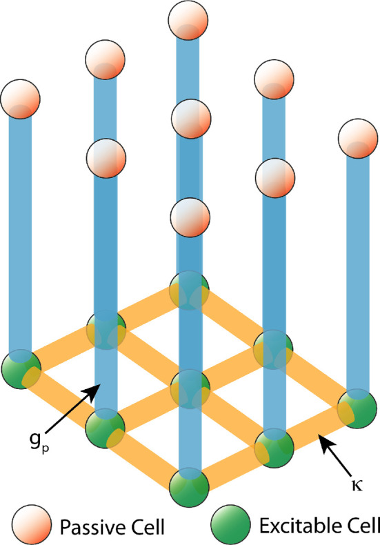 Electrical wave generation and spatial organization in uterine tissue.