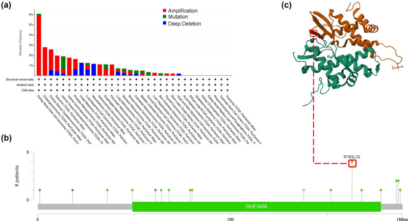 MZB1 regulates the immune microenvironment and inhibits ovarian cancer cell migration.