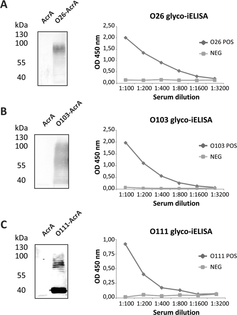 Development of a set of bacterial engineered glycoconjugates as novel serogroup-specific antigens for the serodiagnosis of Escherichia coli O26, O111, O103 and O45 infections associated to hemolytic uremic syndrome.