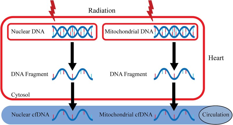 Advancing cell-free DNA as a biomarker of damage to heart caused by ionizing radiation.