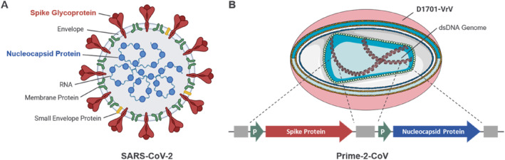 Advancing ORFV-Based Therapeutics to the Clinical Stage.