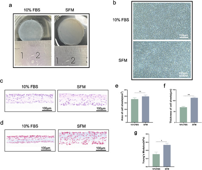 Serum-free endothelial cell culture medium for vascular smooth muscle cells sheet formation.