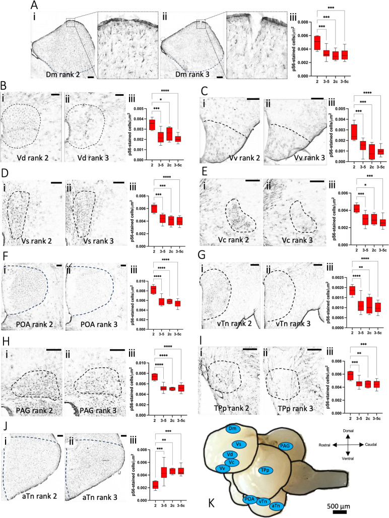 Behavioural and neural correlates of social hierarchy formation in a sex-changing fish.