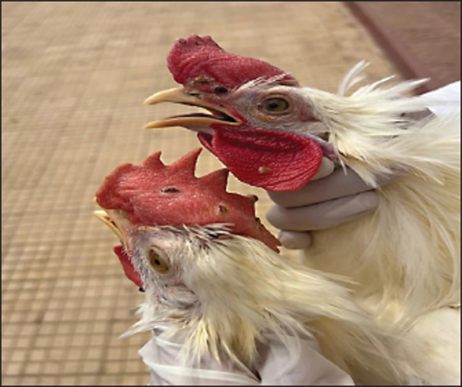 Molecular characterization of fowl and pigeon pox viruses: A recent outbreak in Libya.
