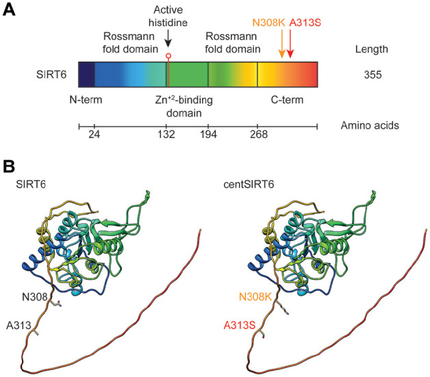 Structural Insights Into centSIRT6: Bioinformatic Analysis of N308K and A313S Substitution Effects.