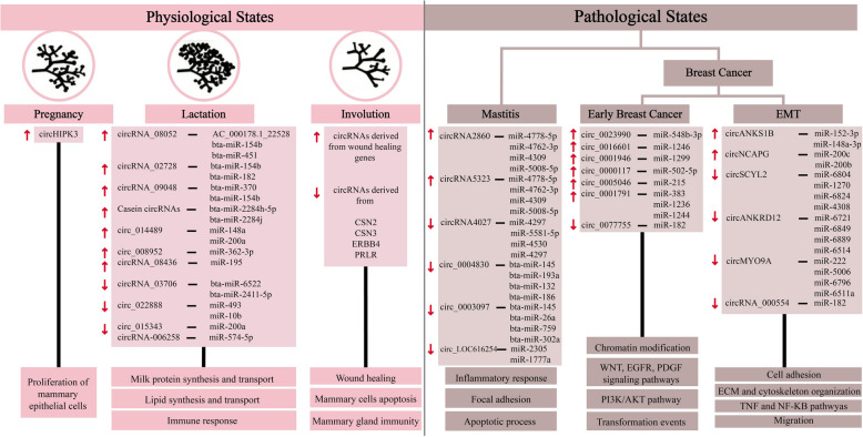 Developmental Regulation of circRNAs in Normal and Diseased Mammary Gland: A Focus on circRNA-miRNA Networks.