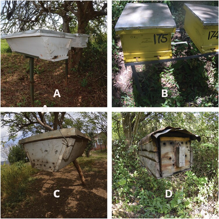 Influence of colony and hive attributes, landscape, and seasonality on occurrence of large hive beetles (Coleoptera: Scarabaeidae) in Taita Taveta County, Kenya.