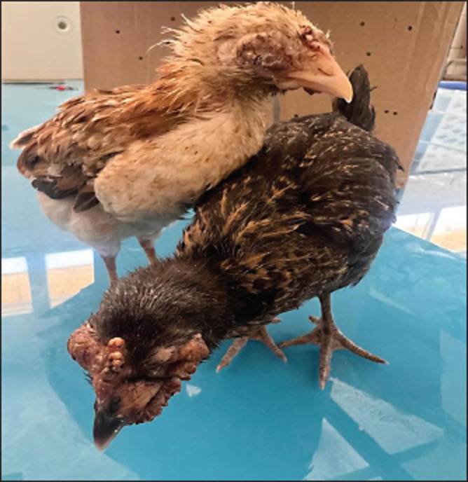 Molecular characterization of fowl and pigeon pox viruses: A recent outbreak in Libya.