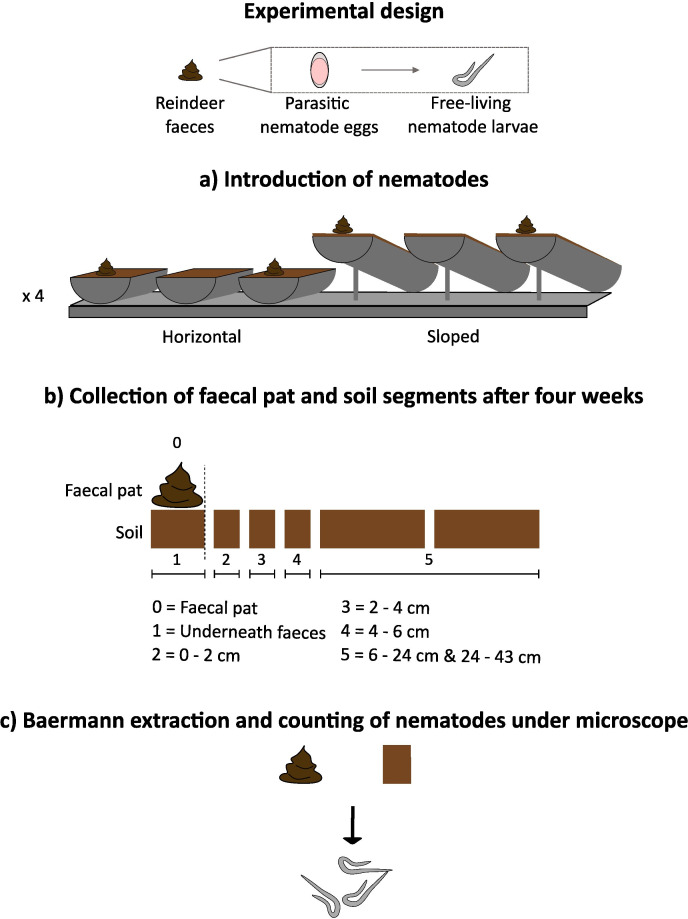 Parasite-host contact in the Arctic: dispersal behaviour of infective nematode larvae from Svalbard reindeer faeces.