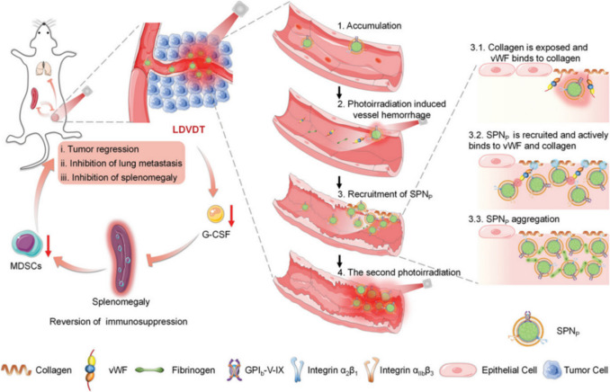 Nanomaterials in cancer starvation therapy: pioneering advances, therapeutic potential, and clinical challenges.