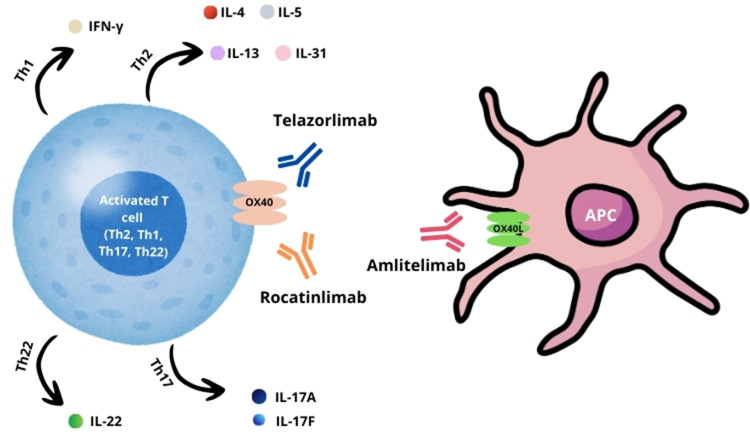 OX40/OX40L as a Therapeutic Target in Atopic Dermatitis: A Scoping Review.