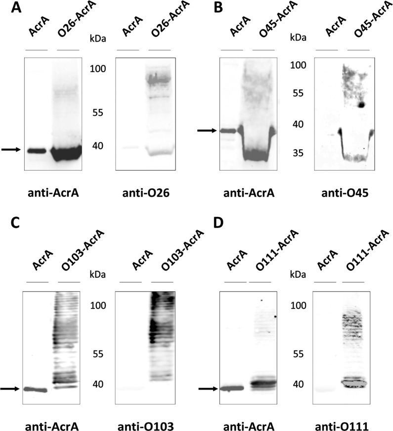 Development of a set of bacterial engineered glycoconjugates as novel serogroup-specific antigens for the serodiagnosis of Escherichia coli O26, O111, O103 and O45 infections associated to hemolytic uremic syndrome.