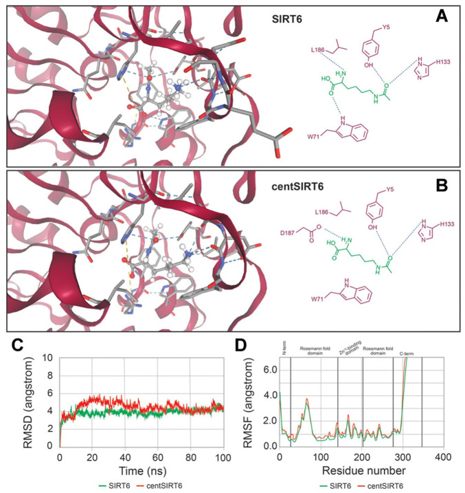 Structural Insights Into centSIRT6: Bioinformatic Analysis of N308K and A313S Substitution Effects.