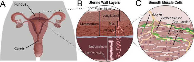 Electrical wave generation and spatial organization in uterine tissue.
