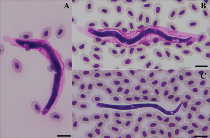 Morphological and molecular characterization of microfilariae in chickens (Gallus gallus domesticus) in Northeastern Thailand.