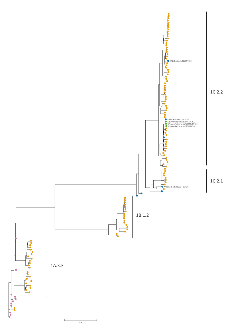Human infections with Eurasian avian-like swine influenza virus detected by coincidence via routine respiratory surveillance systems, the Netherlands, 2020 to 2023.