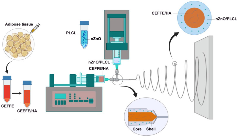 Core-shell nanofiber dressings with zinc oxide nanoparticles and cell-free fat extract: boosting fibroblast activity and antibacterial efficacy.