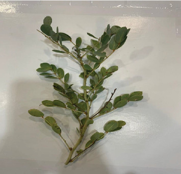 Eco-Friendly Synthesis and Characterization of <i>Senna italica</i>-Derived Silver Nanoparticles With Broad-Spectrum Antimicrobial Activity.