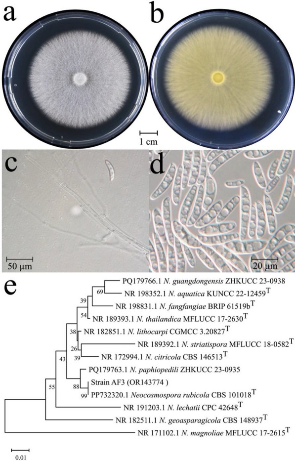 Elucidating the kinetics and mechanisms of tetramethrin biodegradation by the fungal strain Neocosmospora sp. AF3.