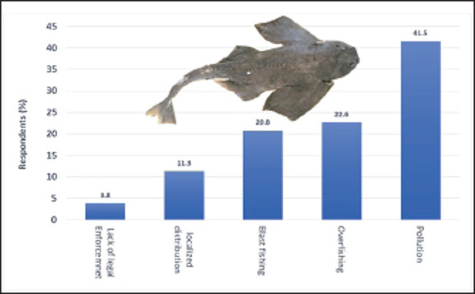 Artisanal fisher ecological knowledge with morphometric measurements of Angel Sharks form Libya, Central Mediterranean.