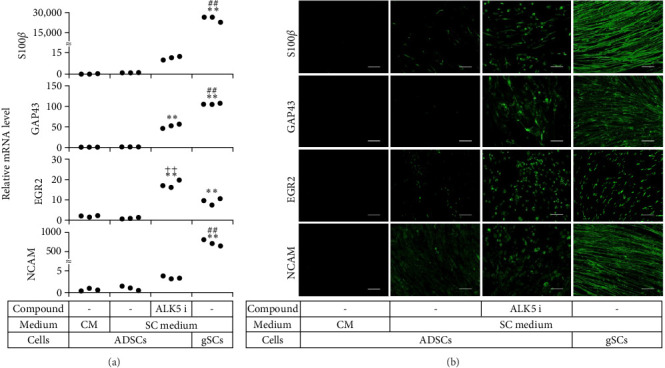 Corrigendum to "ALK5 i II Accelerates Induction of Adipose-Derived Stem Cells toward Schwann Cells through a Non-Smad Signaling Pathway".