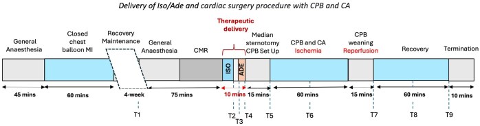 Preoperative consecutive treatment with isoprenaline and adenosine is safe and reduces ischaemia-reperfusion injury in a porcine model of cardiac surgery with recent acute myocardial infarction.
