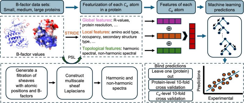 Persistent Sheaf Laplacian Analysis of Protein Flexibility.