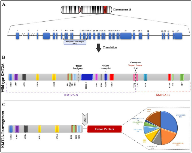 Insights into KMT2A rearrangements in acute myeloid leukemia: from molecular characteristics to targeted therapies.