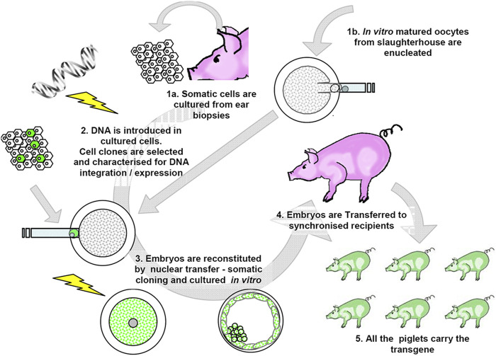 Current Techniques of Gene Editing in Pigs for Xenotransplantation.