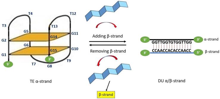 Stabilization of Hoogsteen H-bonds in G-quartet sheets by coordinated K<sup>+</sup> ion for enhanced efficiency in guanine-rich DNA nanomotor.