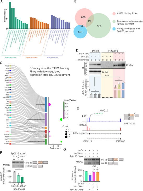 <i>Treponema pallidum</i> Protein Tp0136 Induces Spheroidization of Vascular Endothelial Cells, Resulting in Widened Intercellular Junctions and Enhanced Vascular Permeability.