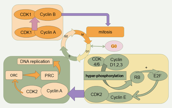 Cell cycle proteins: Linking the cell cycle to tumors.
