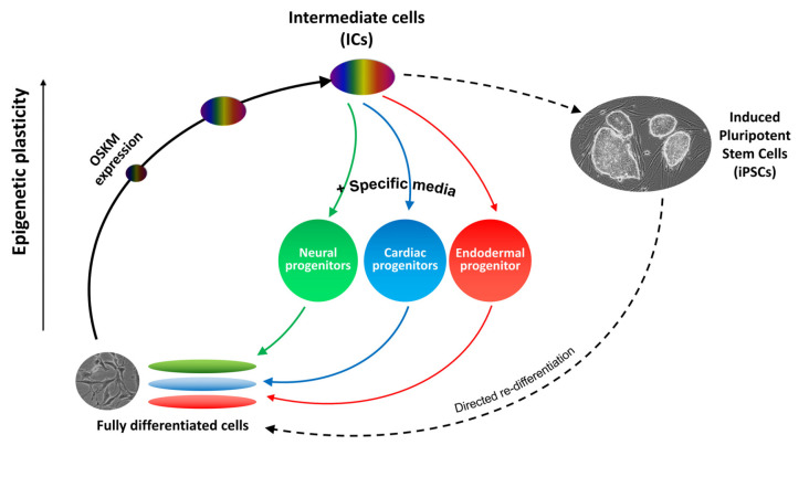 Mammalian Blastema: Possibility and Potentials.