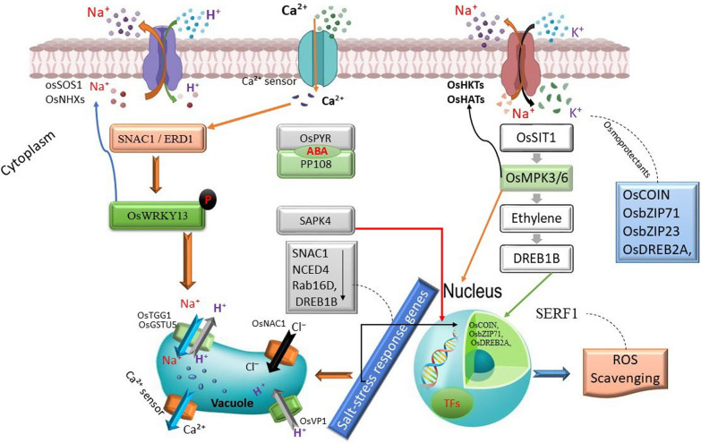 Molecular Alchemy: Converting Stress into Resilience via Secondary Metabolites and Calcium Signaling in Rice.
