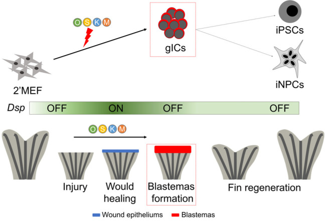 Mammalian Blastema: Possibility and Potentials.