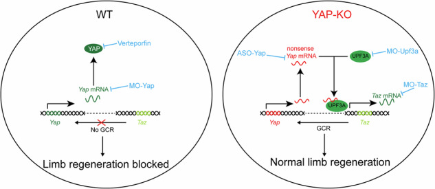 Genetic compensation response contributes to Pleurodeles waltl limb regeneration.