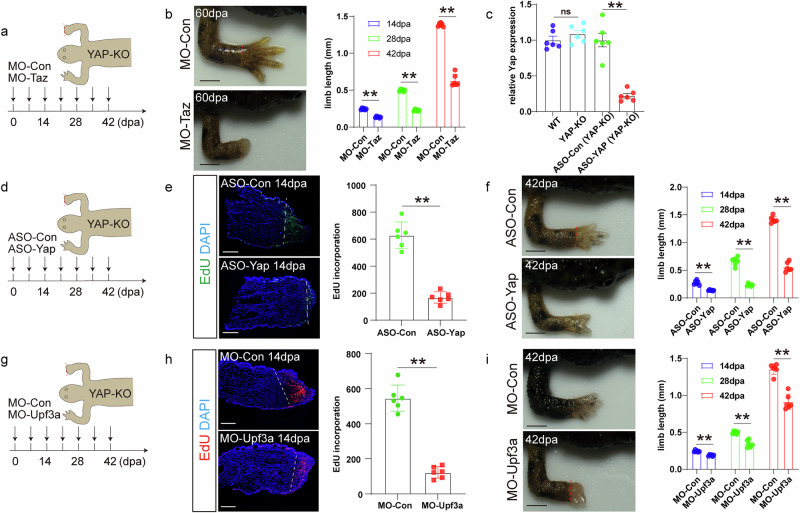 Genetic compensation response contributes to Pleurodeles waltl limb regeneration.