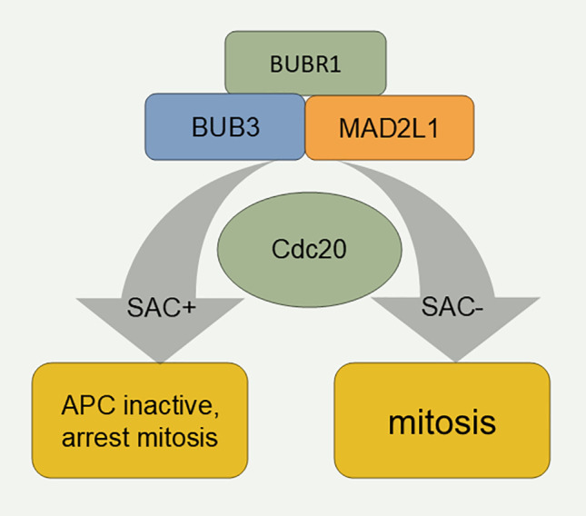 Cell cycle proteins: Linking the cell cycle to tumors.