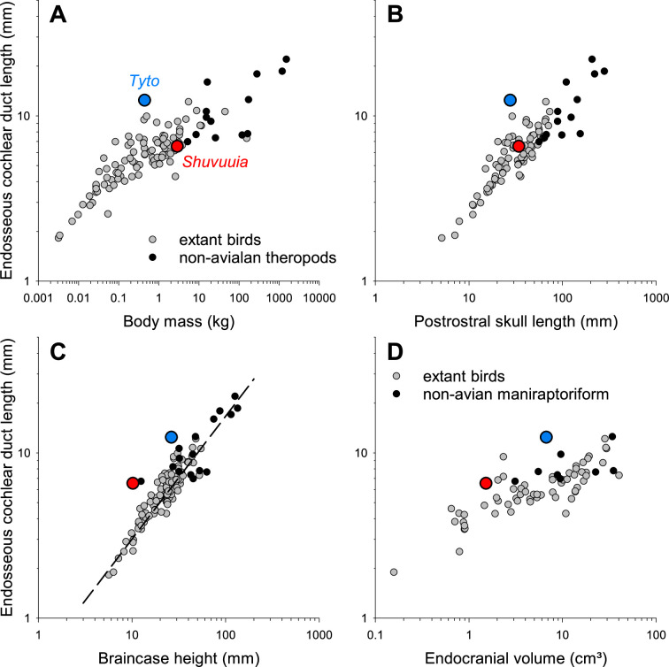 When dinosaurs hear like barn owls: pitfalls and caveats in assessing hearing in dinosaurs.
