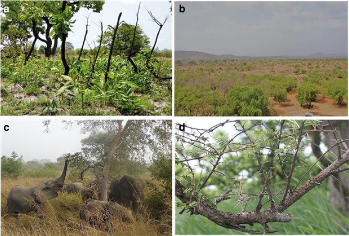 Biotic pressure outweighs the influence of resource availability on physical defence investment in a tropical tree.