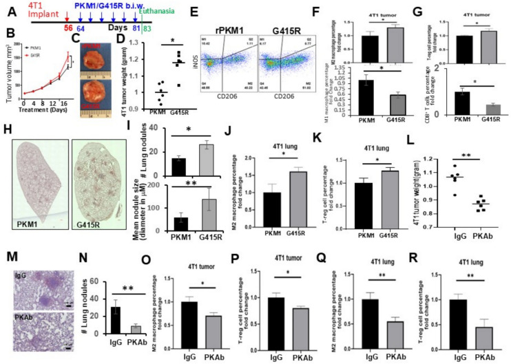 Extracellular PKM2 modulates cancer immunity by regulating macrophage polarity.