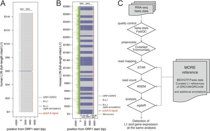 MORE-RNAseq: a pipeline for quantifying retrotransposition-capable LINE1 expression based on RNA-seq data.