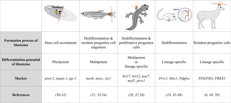Mammalian Blastema: Possibility and Potentials.