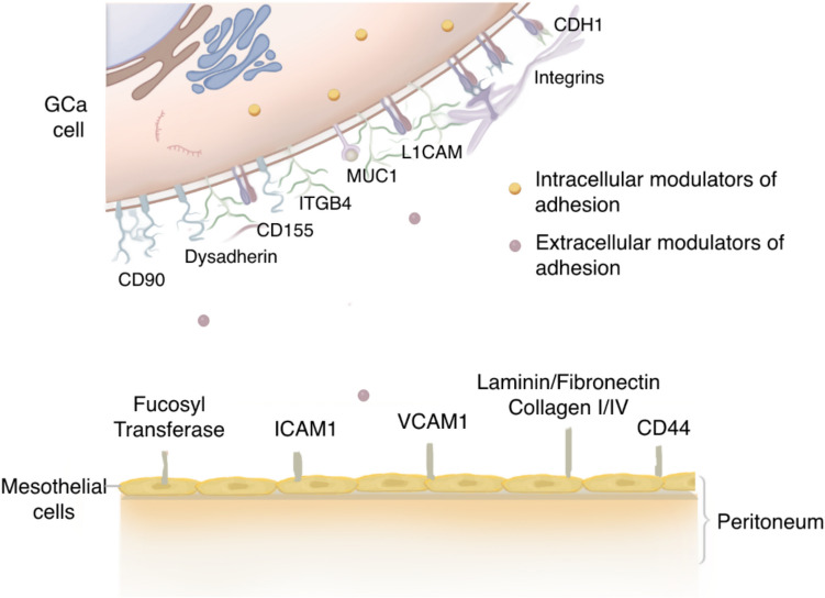 Molecular mechanisms of metastatic peritoneal dissemination in gastric adenocarcinoma.