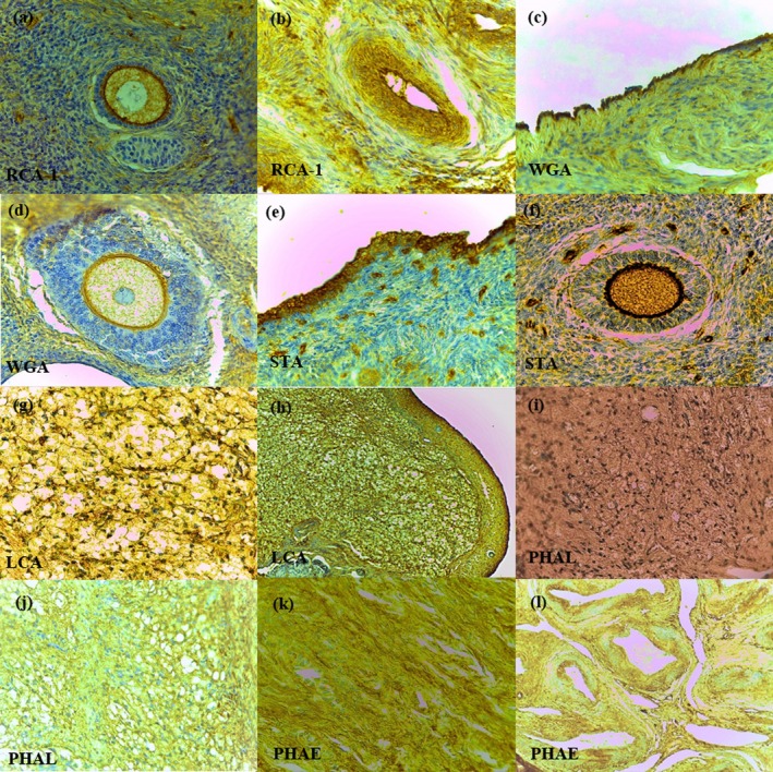 Lectin-Histochemical Pattern on the Cystic and Neoplastic Ovaries of Bitches.