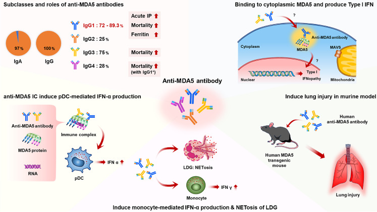 Anti- Melanoma Differentiation-Associated Gene 5 Antibody Positive Dermatomyositis: Recent Progress in Pathophysiology and Treatment.