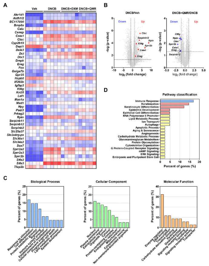 Quantum molecular resonance ameliorates atopic dermatitis through suppression of IL36G and SPRR2B.