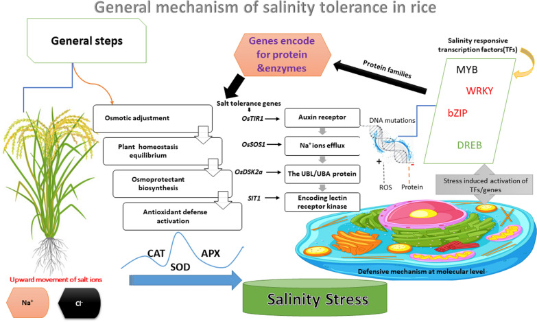 Molecular Alchemy: Converting Stress into Resilience via Secondary Metabolites and Calcium Signaling in Rice.